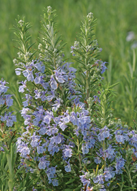 Rosmarinus officinalis 'Gorizia'